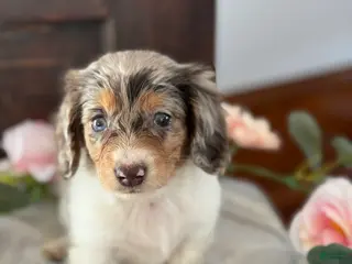 Miniature Dachshund dogs Mable - Ad 3