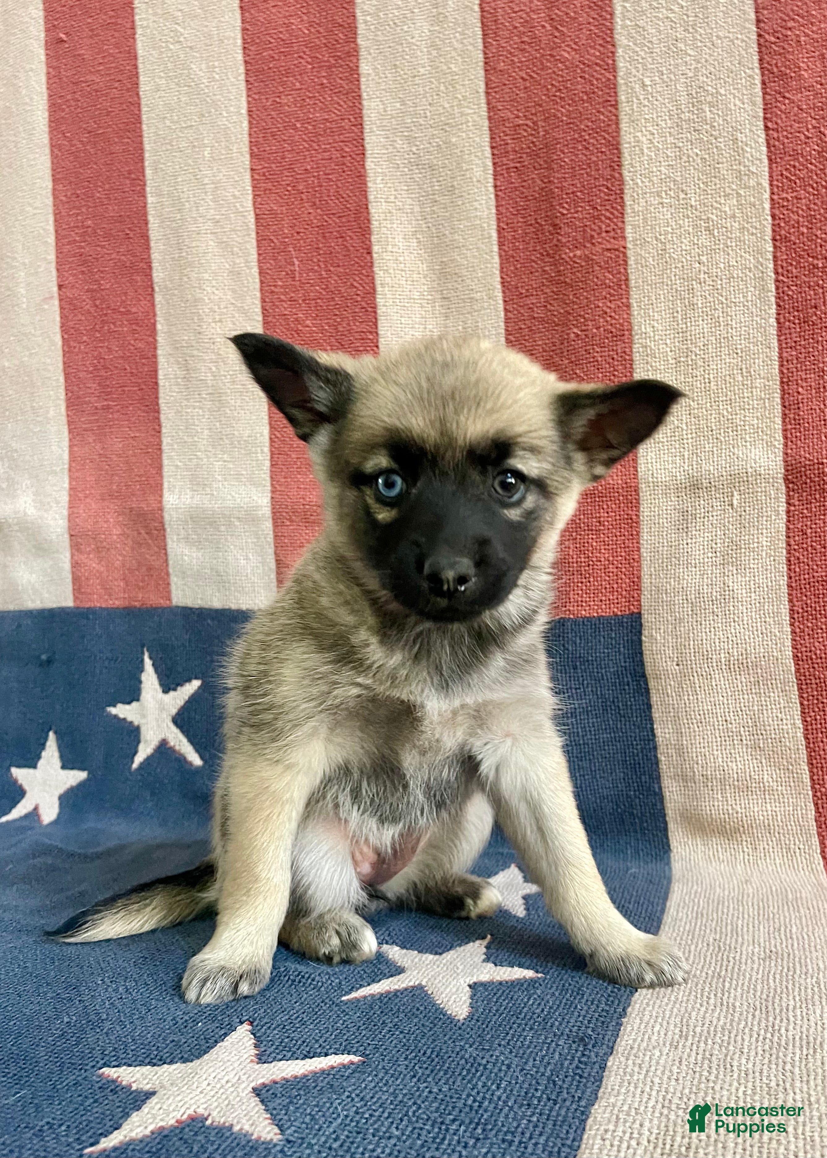 Pomsky dogs Coco - Ad 2