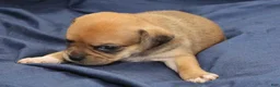 Puggle dogs for sale: Chewy - Ad 50