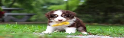 Miniature Australian Shepherd dogs for sale: Kai - Ad 5