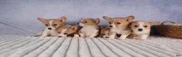 Welsh Corgi Pembroke dogs for sale: Carrie  - Ad 19