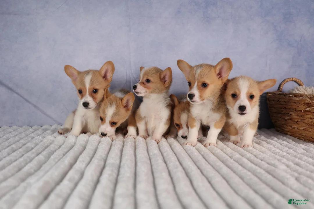 Welsh Corgi Pembroke dogs for sale: Carrie  - Ad 19