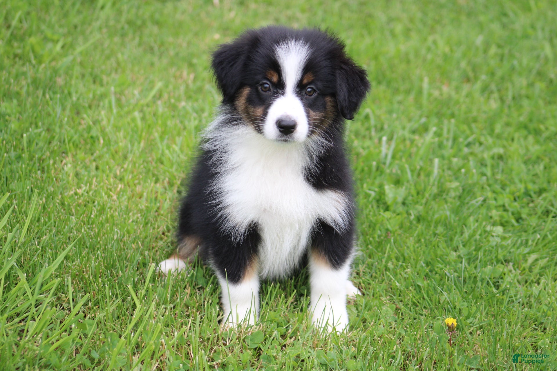Australian Shepherd dogs Tillie  - Ad 21