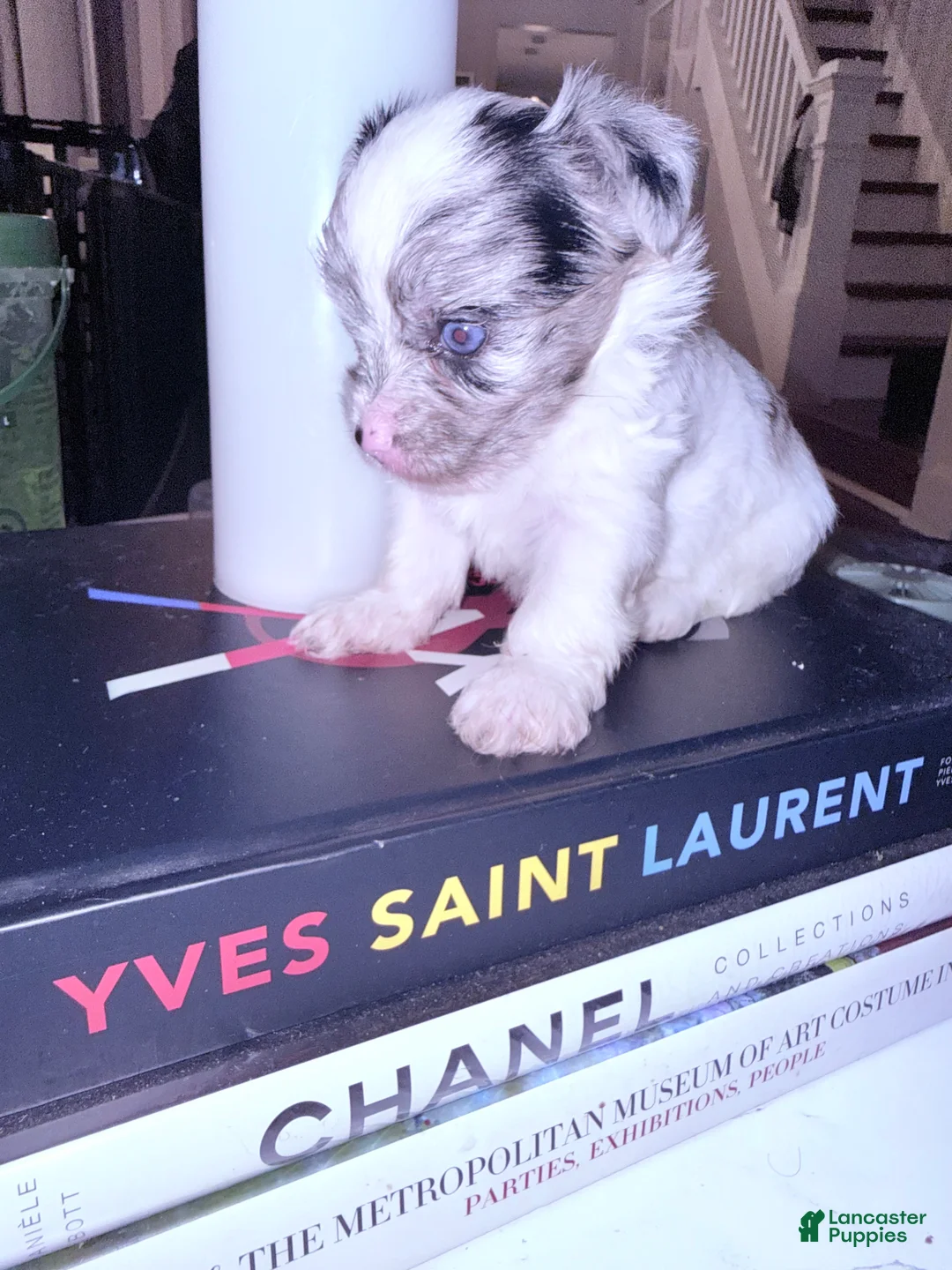 Yorkshire Terrier dogs for sale: Honor - Ad 2