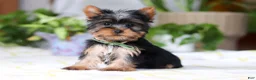 Yorkshire Terrier dogs for sale: Beau - Ad 3