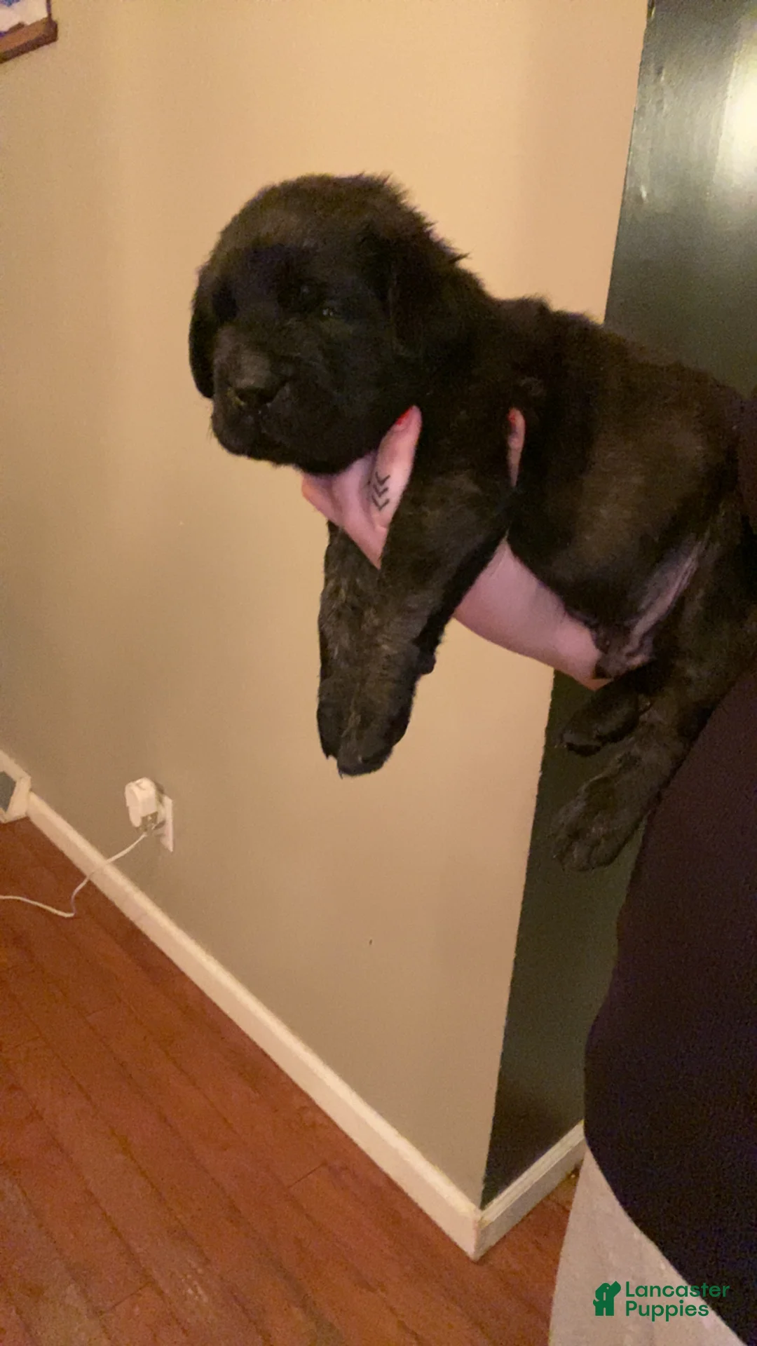 English Mastiff dogs for sale: English Mastiff Puppy 1 - Ad 6