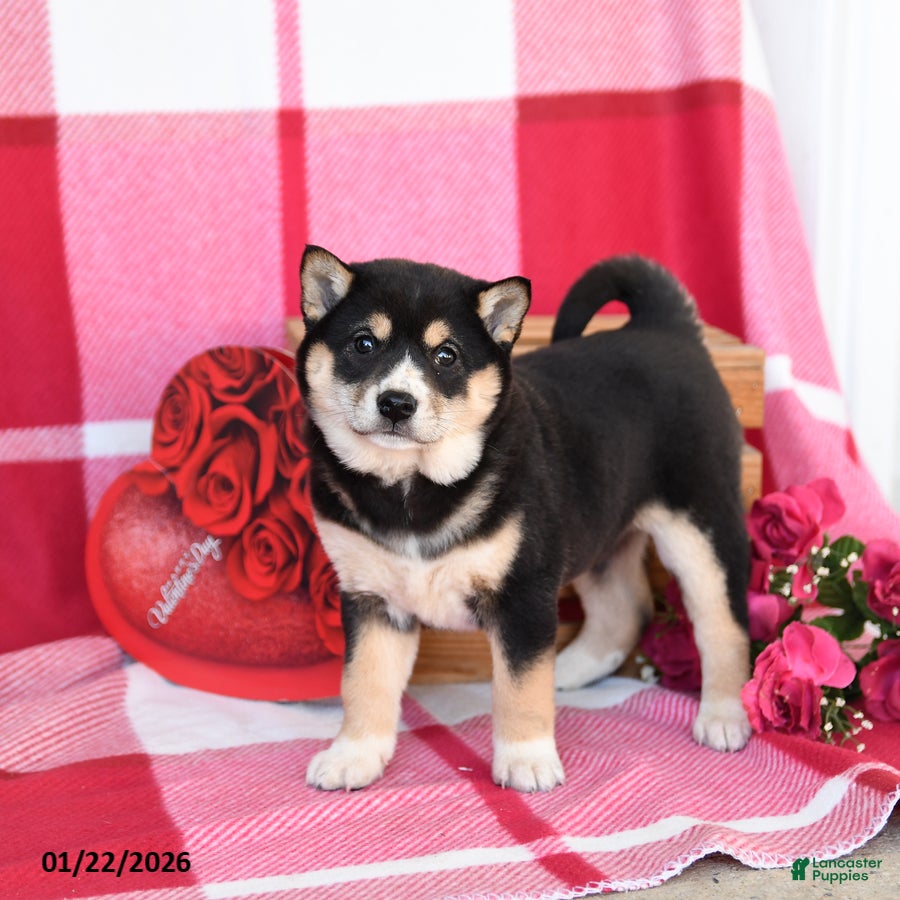 Shiba Inu dogs Bessie - Ad 1