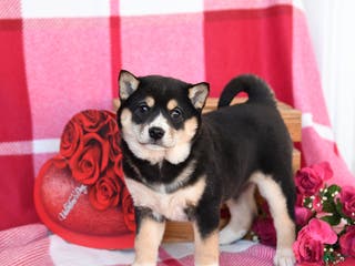 Shiba Inu dogs Bessie - Ad 1