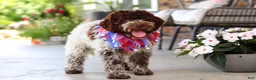 Lagotto Romagnolo dogs for sale: Leo - Ad 6