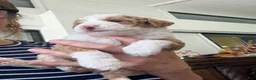 Mini Goldendoodle dogs for sale: Mini Goldendoodle 2 - Ad 17