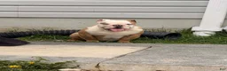 English Bulldog dogs for sale: Ambition  - Ad 4