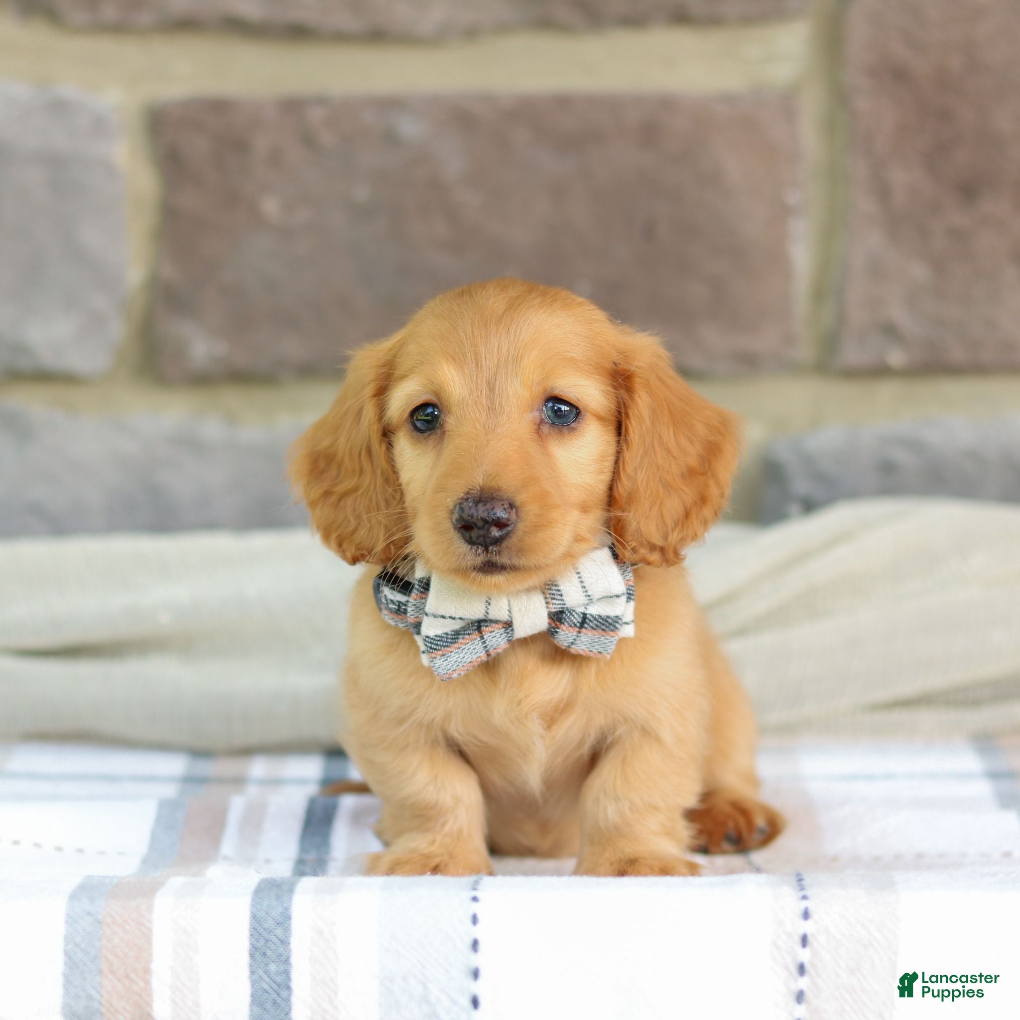 Miniature Dachshund dogs Miniature Dachshund 1 - Ad 1