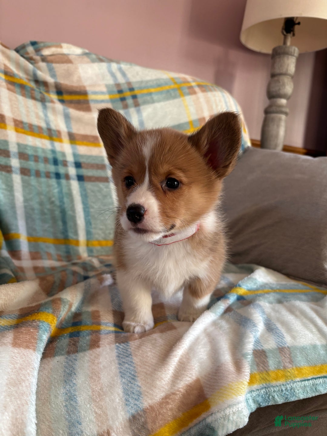 Welsh Corgi Pembroke dogs for sale: Welsh Corgi Pembroke Puppy 3 - Ad 4