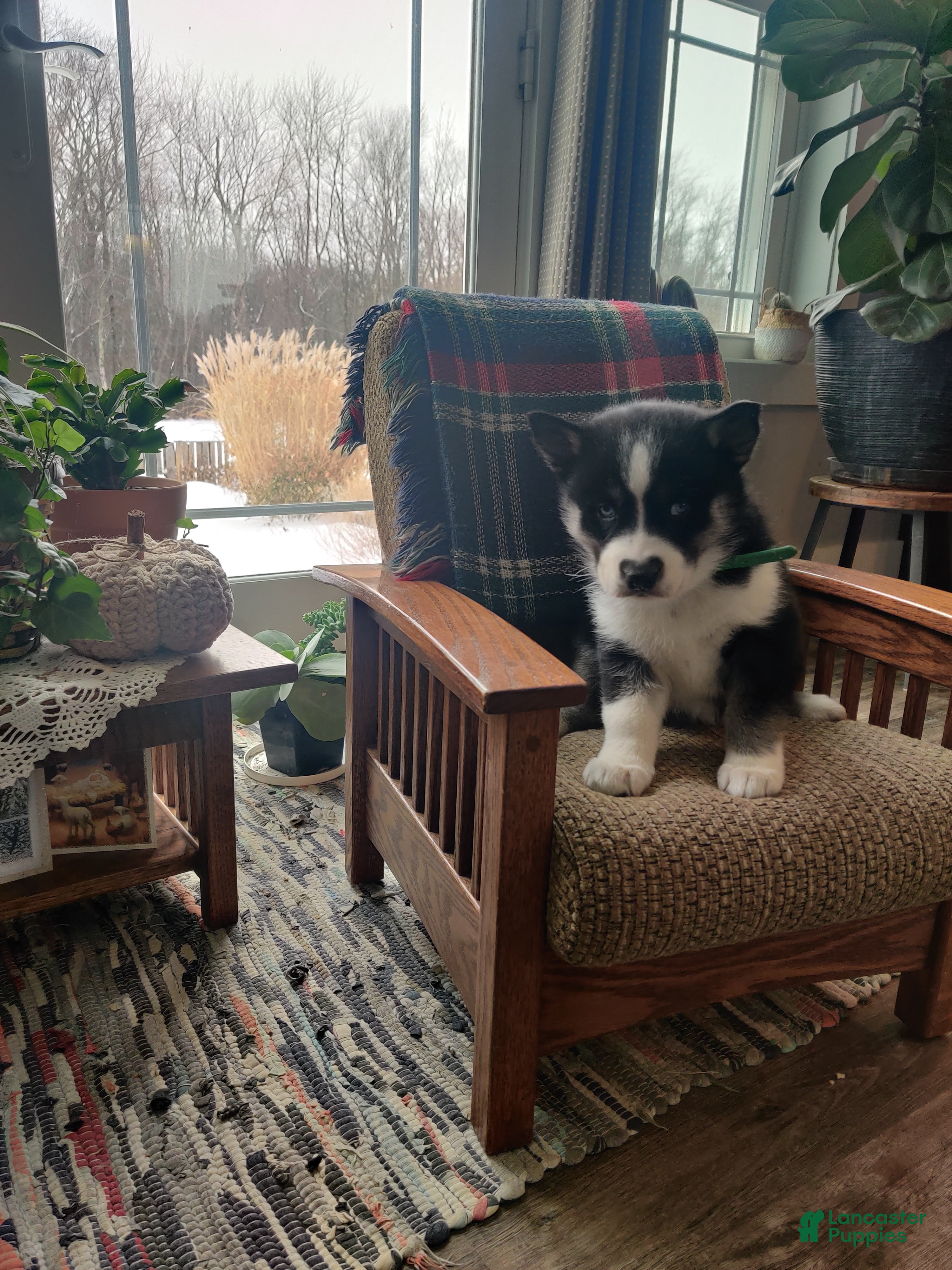 Siberian Husky dogs Jill - Ad 6