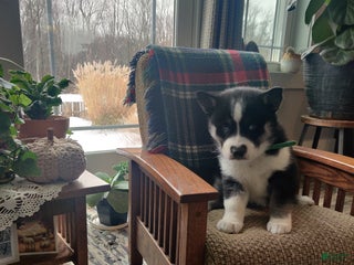 Siberian Husky dogs Jill - Ad 6