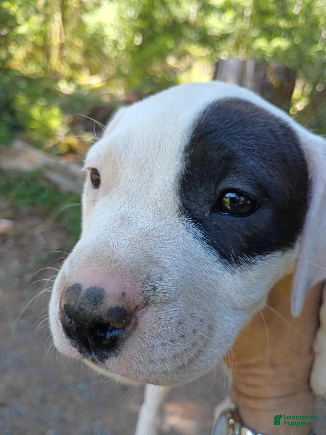 Staffordshire Bull Terrier dogs for sale: Lucy - Ad 7