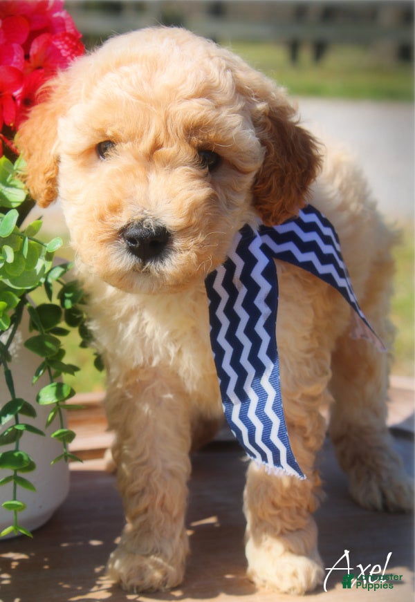 Mini Goldendoodle dogs Axel Medium Goldendoodle Boy - Ad 1