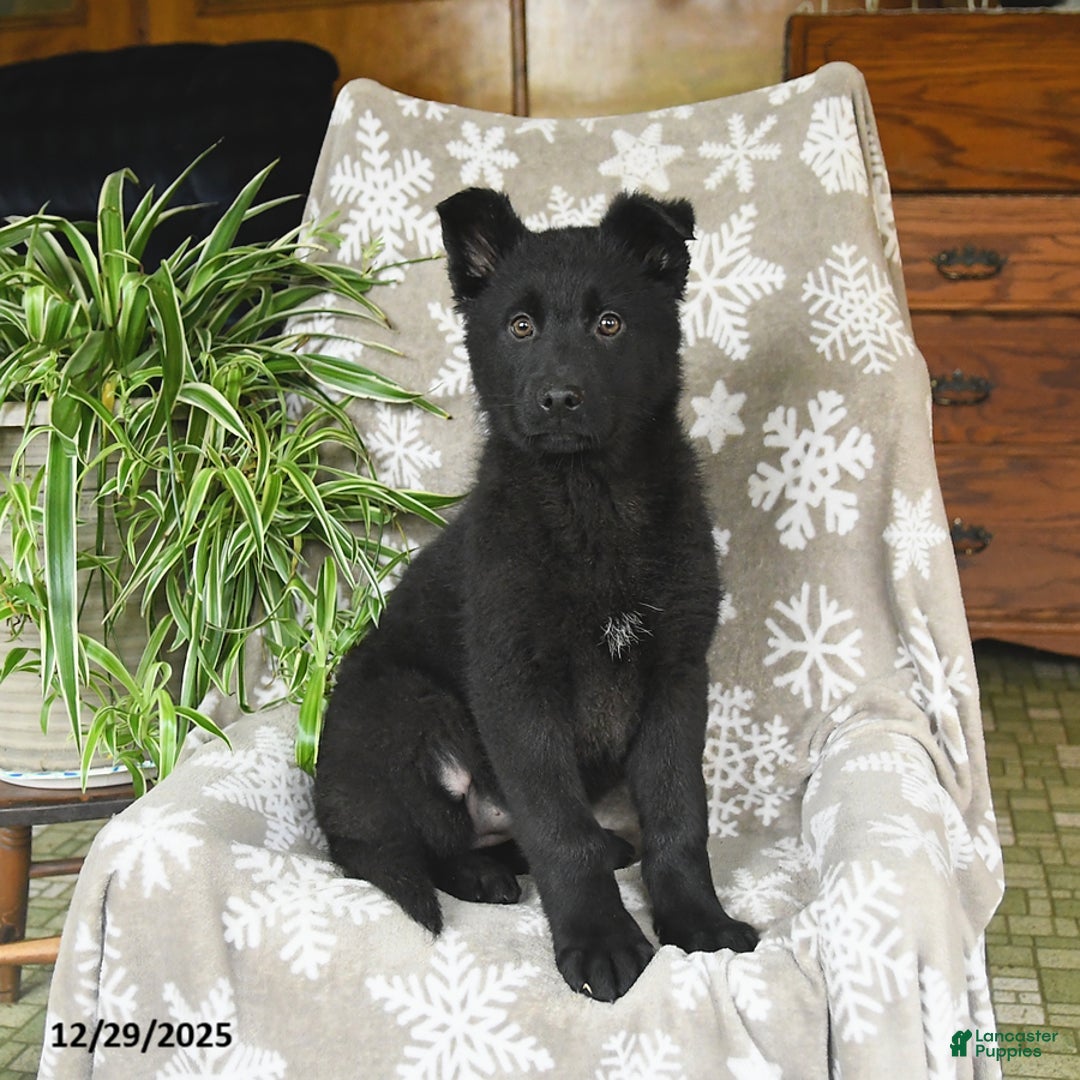 German Shepherd dogs for sale: Penny - Ad 1