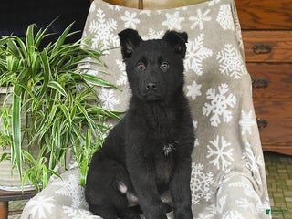 German Shepherd dogs Penny - Ad 3