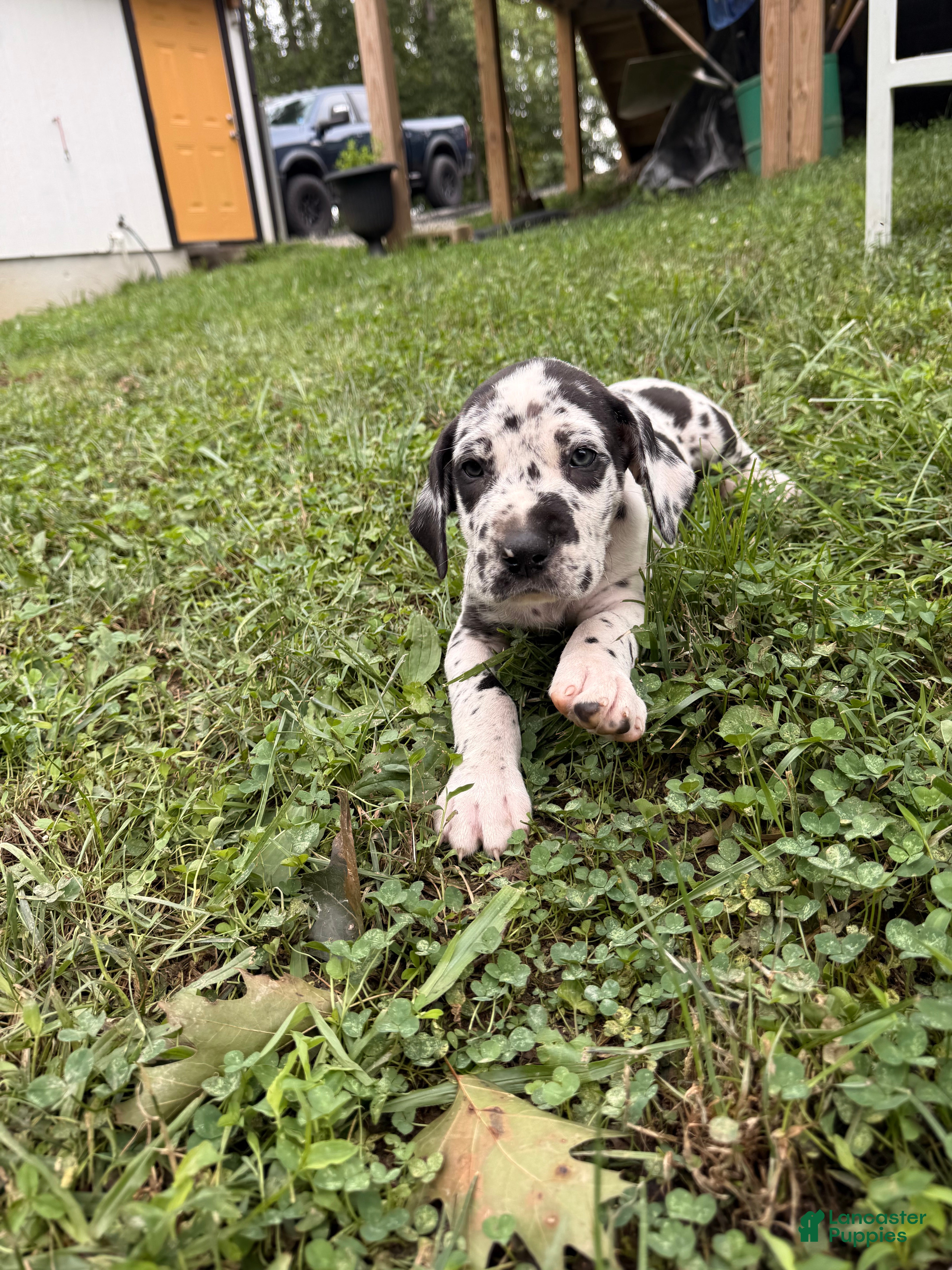 Great Dane dogs Tommy Lee - Ad 2