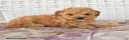 Miniature Poodle dogs for sale: Dolly - Ad 4