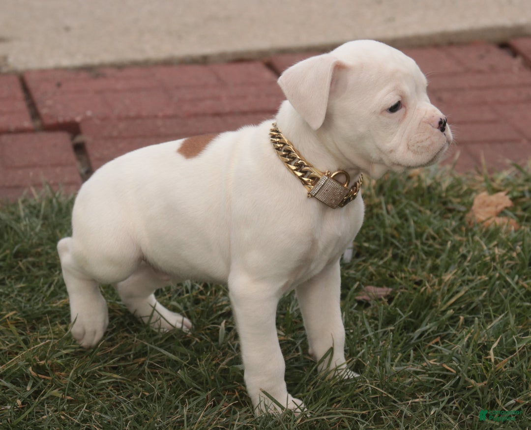 Boxer dogs for sale: Ezra - Ad 9