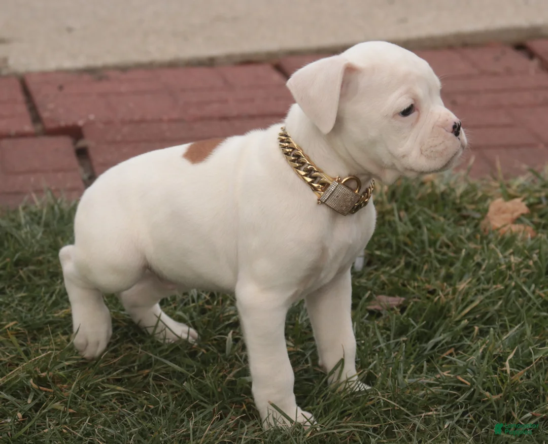 Boxer dogs for sale: Ezra - Ad 9