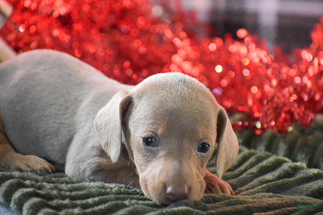 Dachshund dogs for sale: Pine - Ad 2