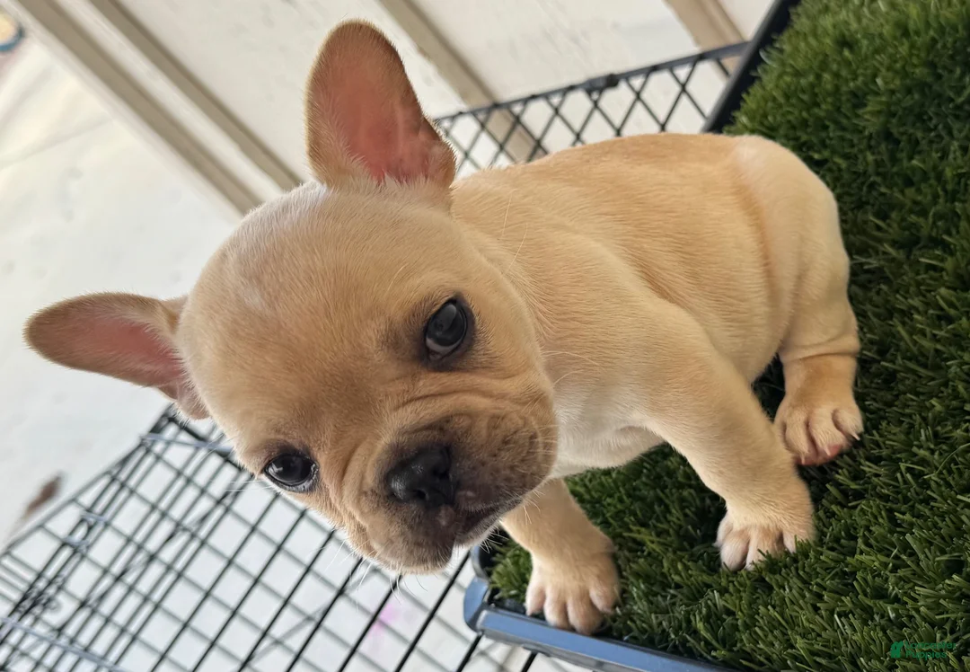 French Bulldog dogs for sale: French Bulldog 1 - Ad 2