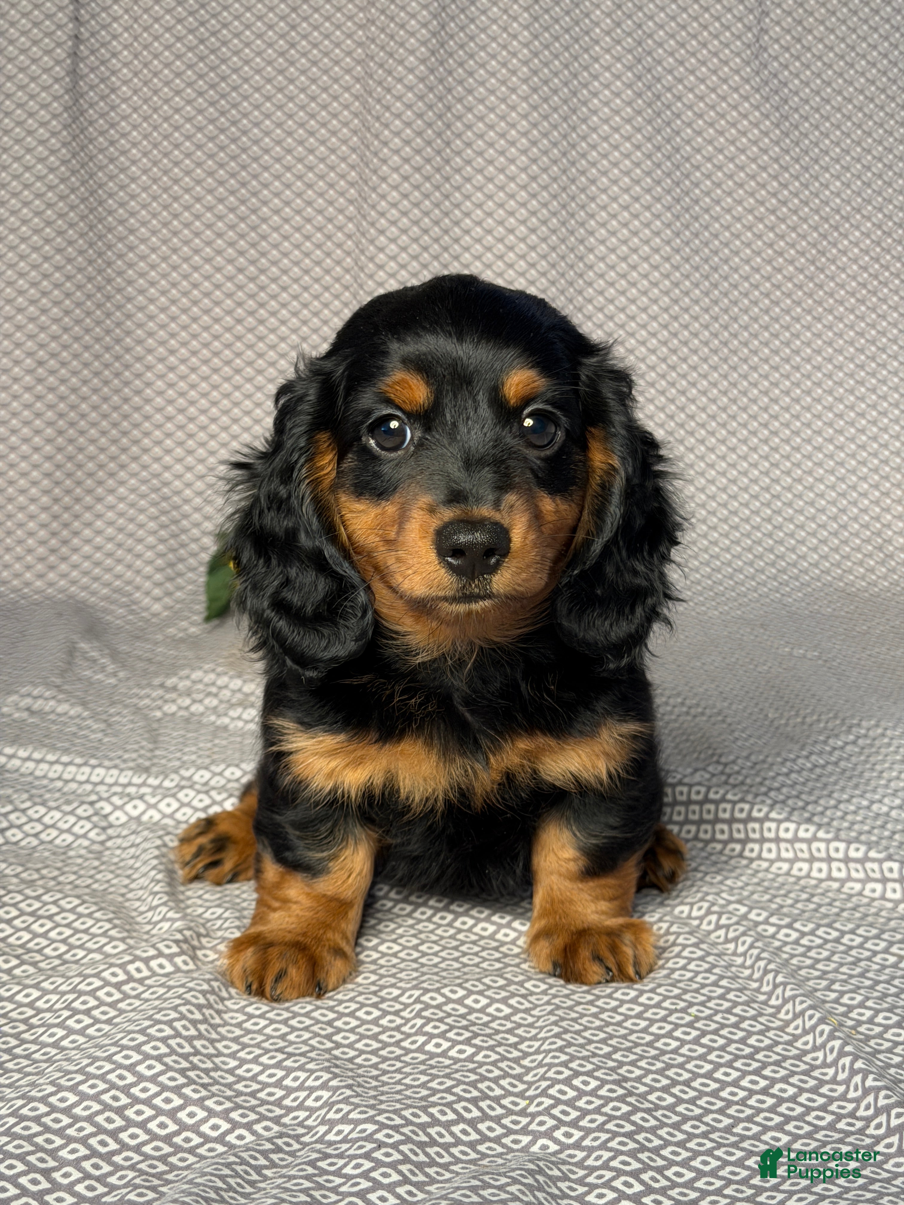 Dachshund dogs Oliver - Ad 1