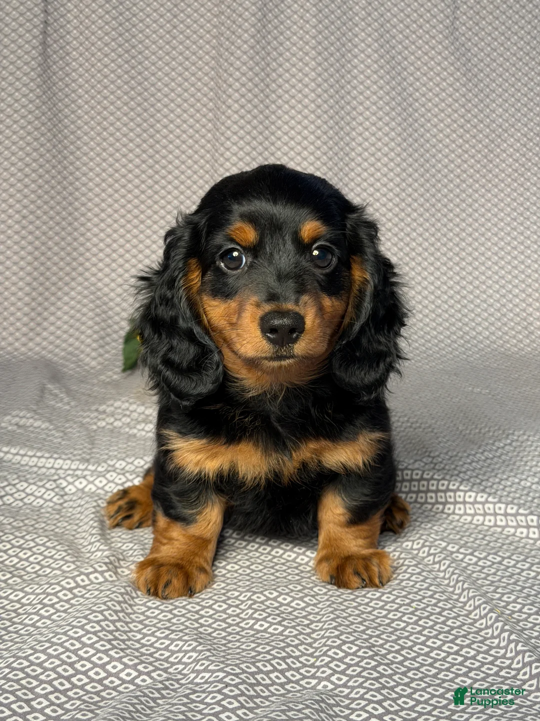 Dachshund dogs for sale: Oliver - Ad 1