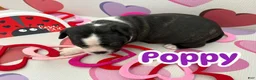 Boston Terrier dogs for sale: Boston Terrier Puppy 3 - Ad 2