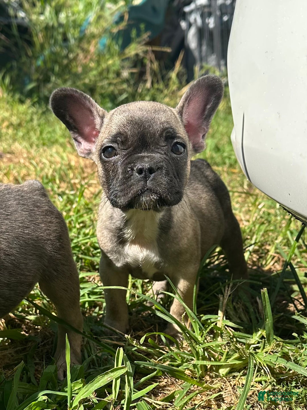 French Bulldog dogs for sale: French Bulldog Puppy 3 - Ad 3