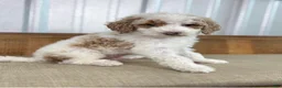 Goldendoodle dogs for sale: Doc  - Ad 3