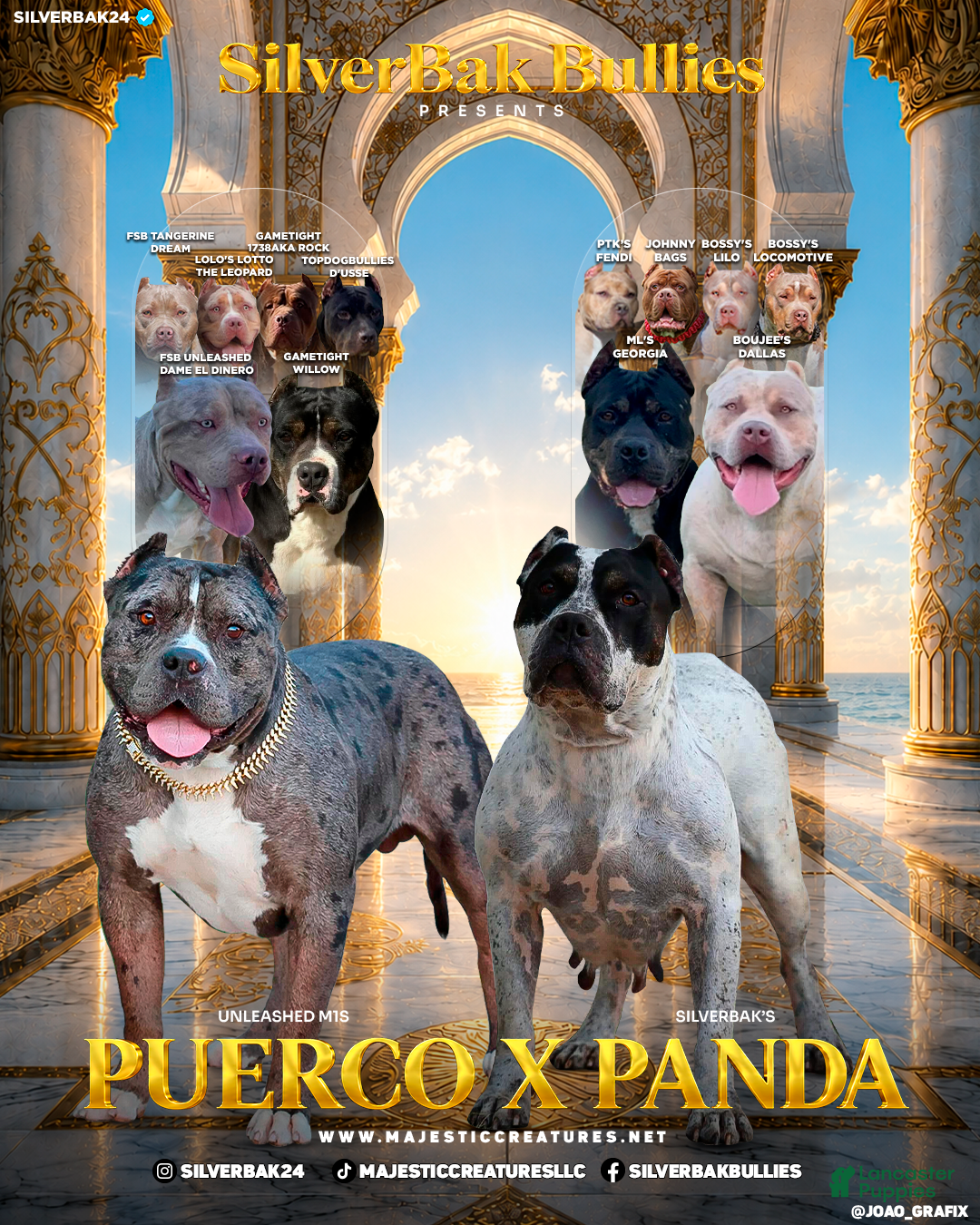 American Bully dogs Hercules - XL - ABKC - Ad 2
