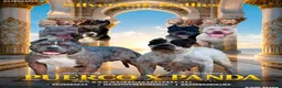 American Bully dogs for sale: Hercules - XL - ABKC - Ad 2