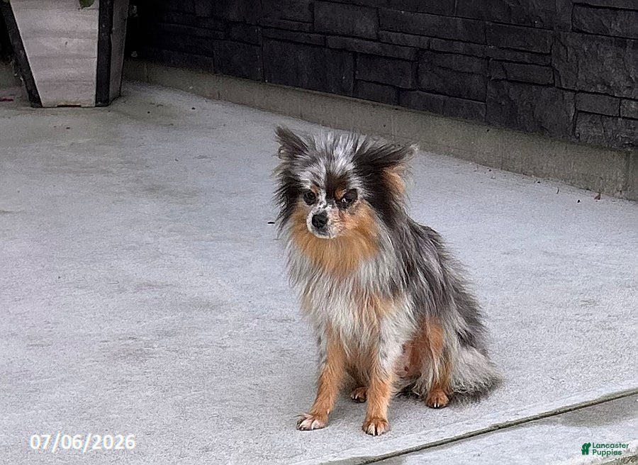 Pomeranian dogs Tinkerbell - Ad 2