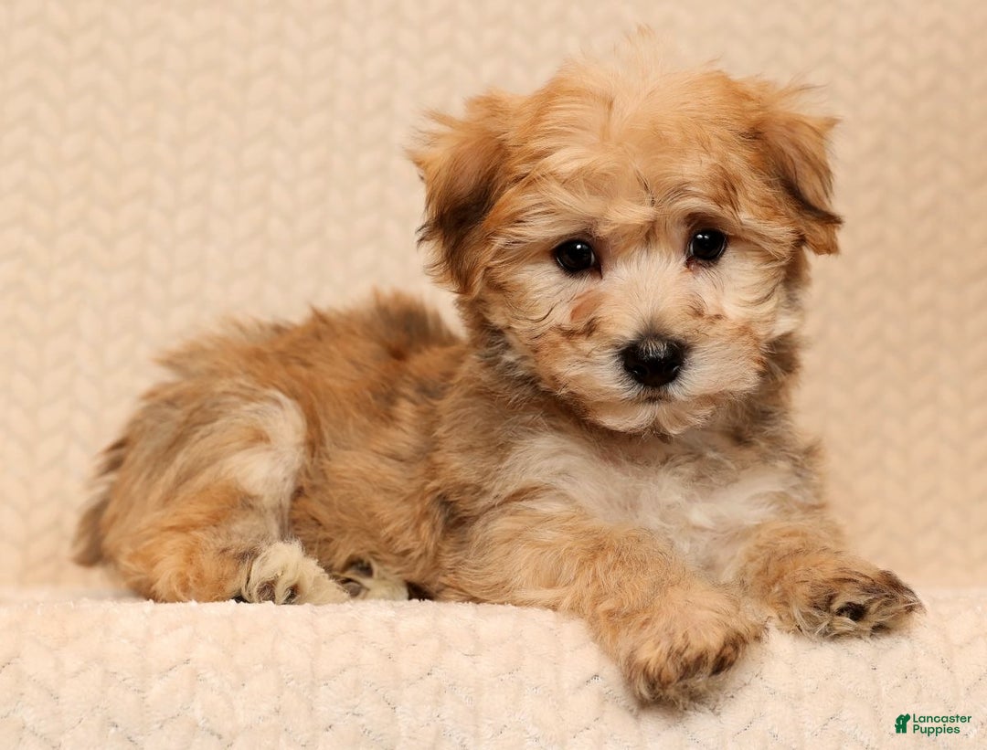 Yochon dogs for sale: Benji - Ad 1