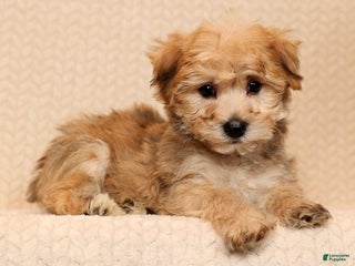 Yochon dogs Benji - Ad 12