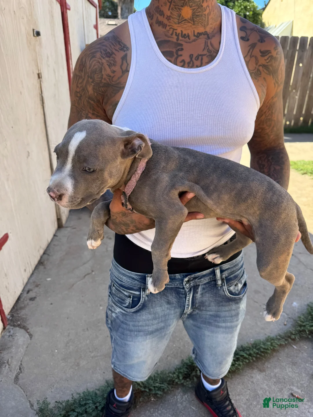 American Pit Bull Terrier dogs for sale: American Pit Bull Terrier 1 - Ad 2