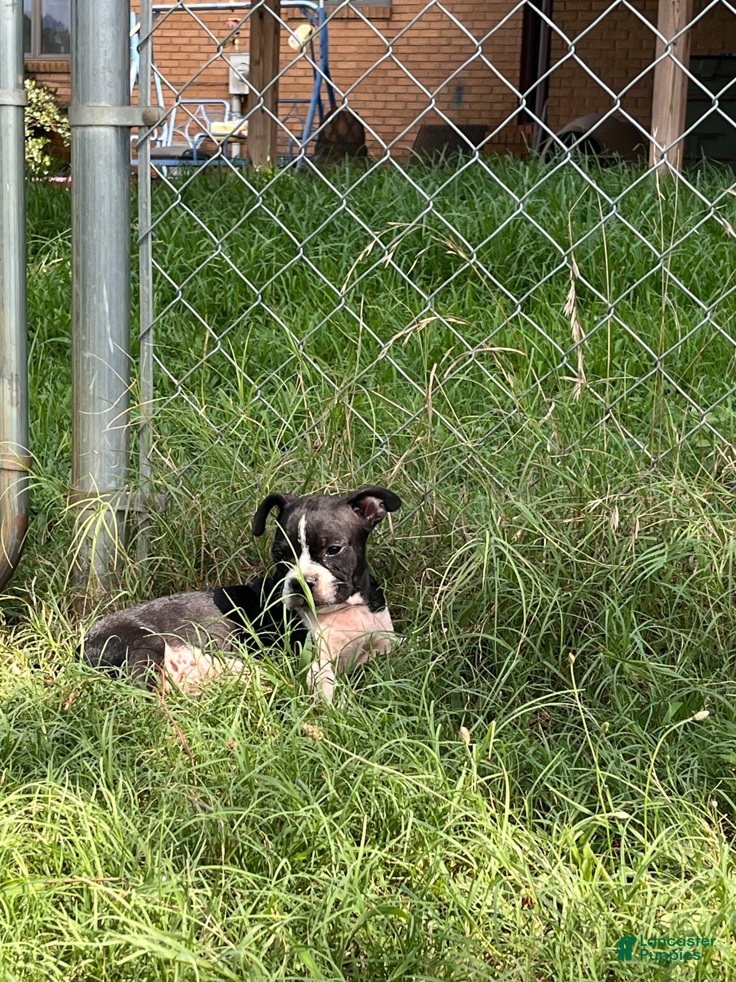 Mixed Breed dogs Mixed Breed 3 - Ad 1