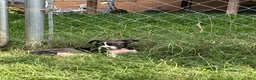 Mixed Breed dogs for sale: Mixed Breed 3 - Ad 1