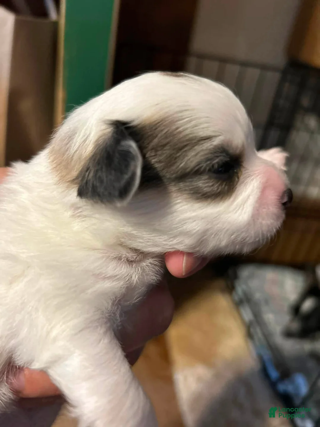 Chihuahua dogs for sale: Chihuahua 1 - Ad 2