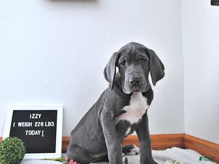 Great Dane dogs Izzy - Ad 37