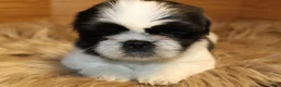Shih Tzu dogs for sale: Sheba - Ad 1