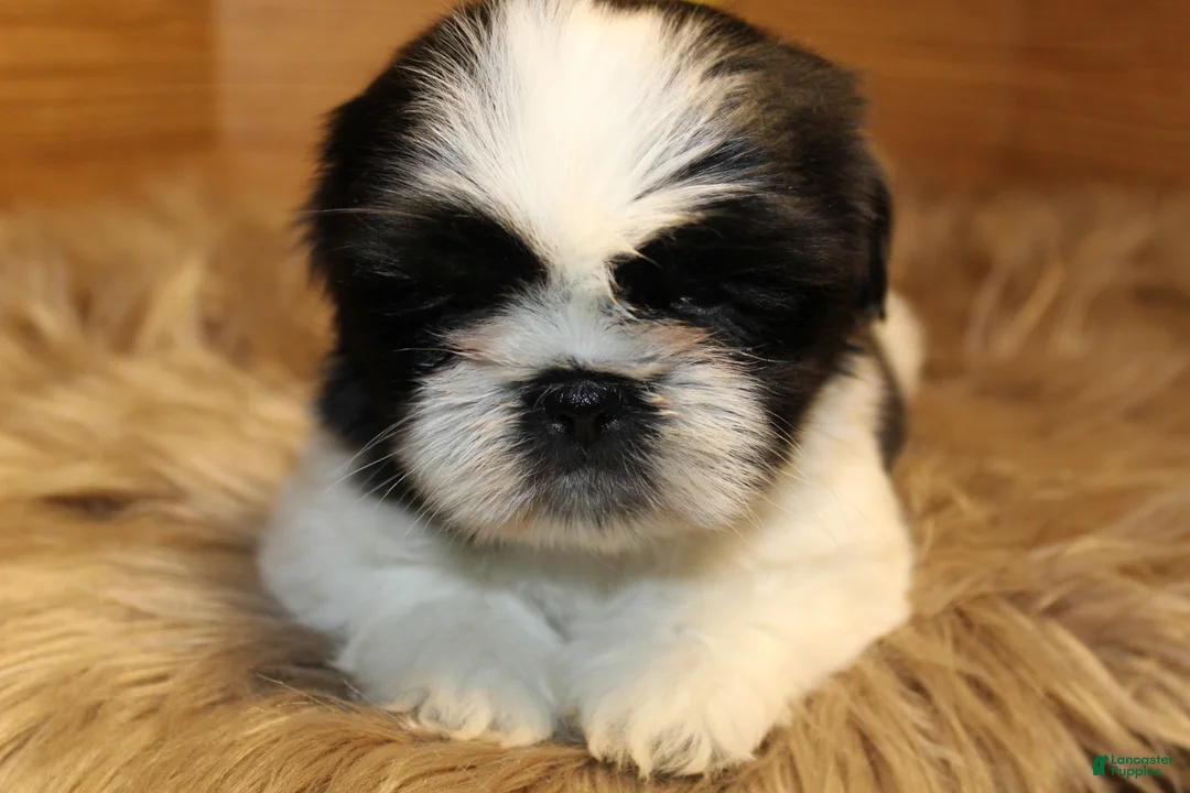 Shih Tzu dogs for sale: Sheba - Ad 1
