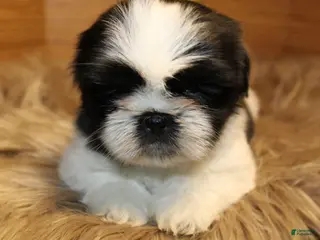 Shih Tzu dogs for sale: Sheba - Ad 1