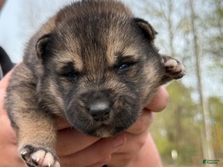 Gerberian Shepsky dogs Orange - Ad 6