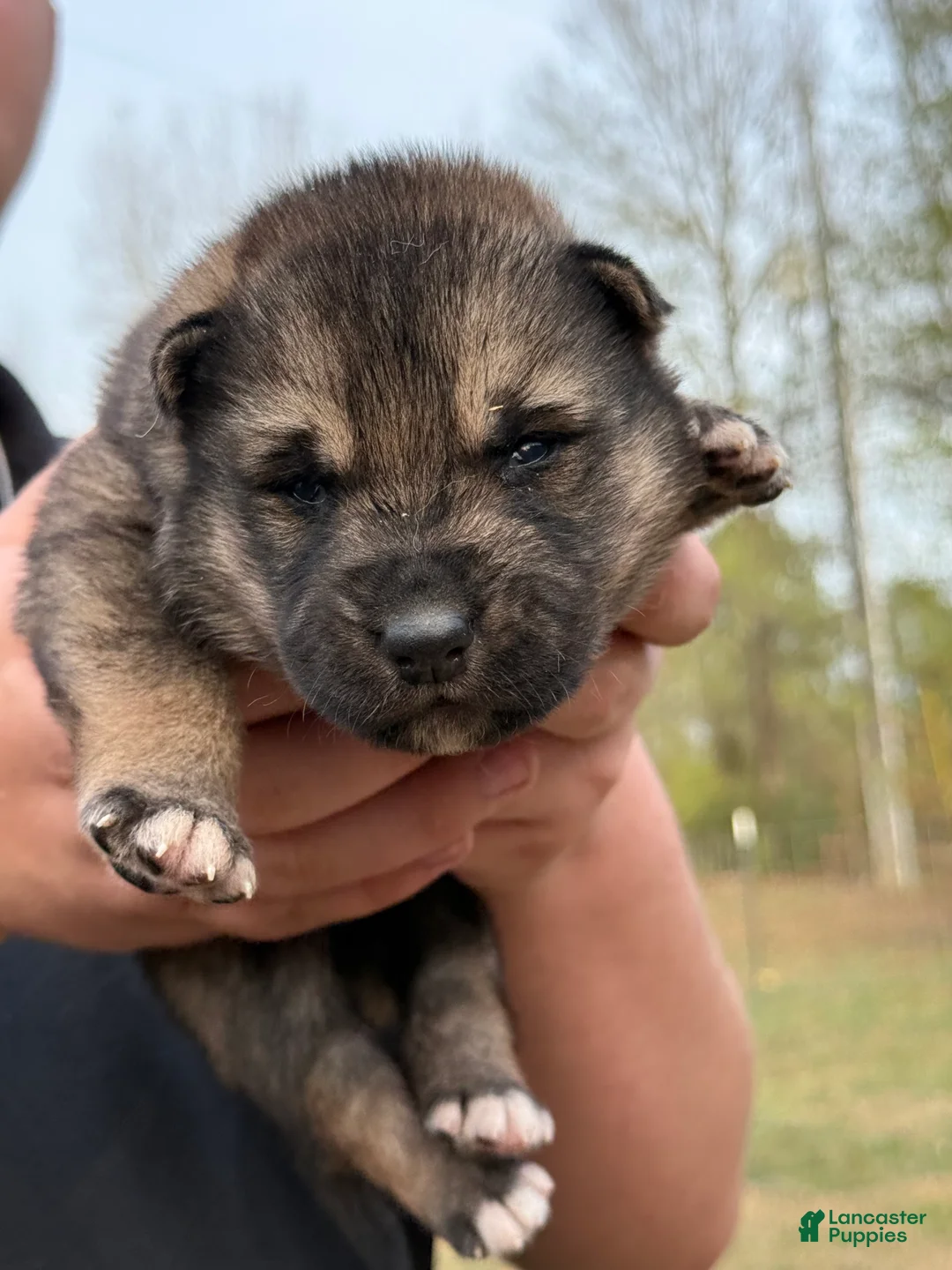 Gerberian Shepsky dogs for sale: Severus - Ad 6