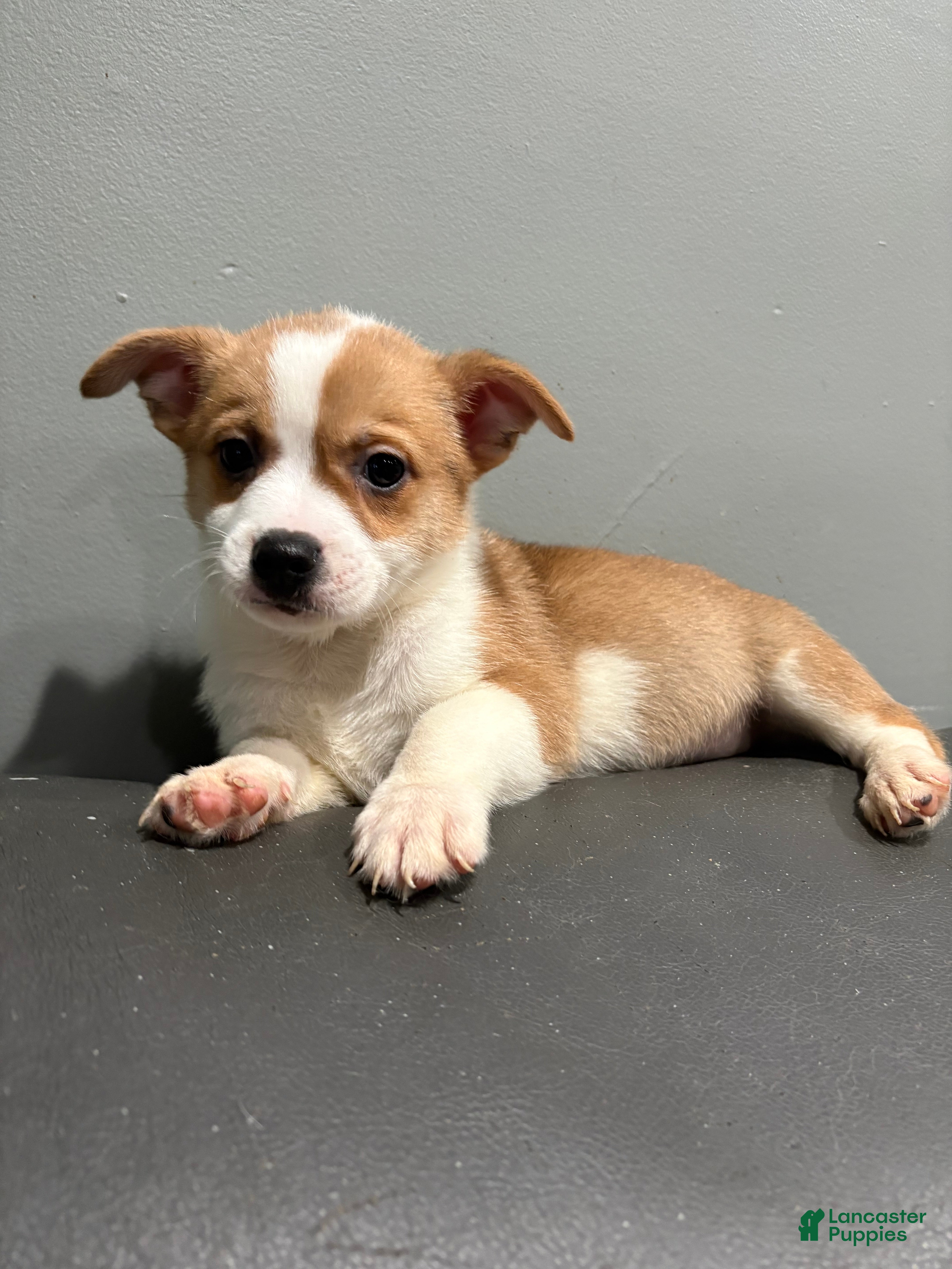 Mixed Breed dogs Mixed breed - Ad 1